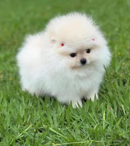 Spitz Alemão fêmea e macho tamanho micro dividimos em até 12x