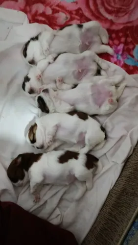 Filhotes Shih Tzu micro