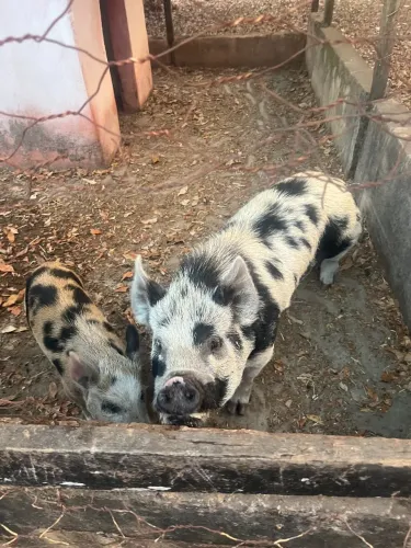 Mini porco