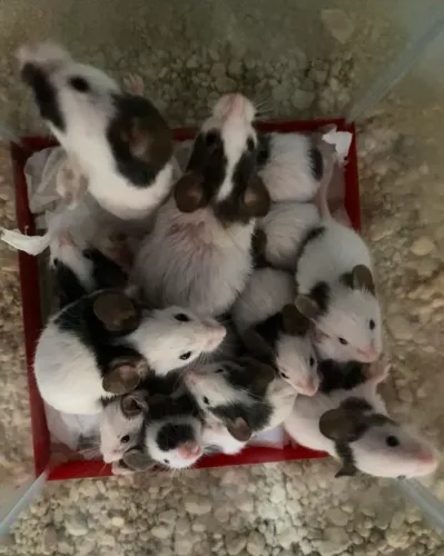 Topolinos/Camundongos