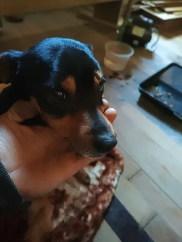 Doando cachorro