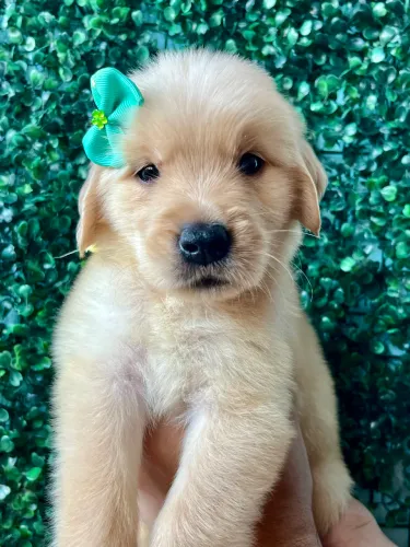 Golden Retriever 