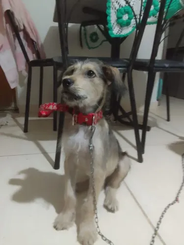 cachorro a doação ?