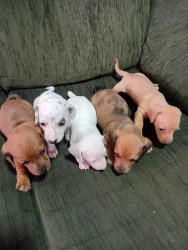 Lindas fêmeas basset teckel anão disponíveis!