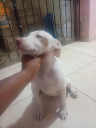 Pet