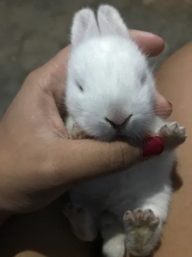 COELHOS ADULTOS E FILHOTES