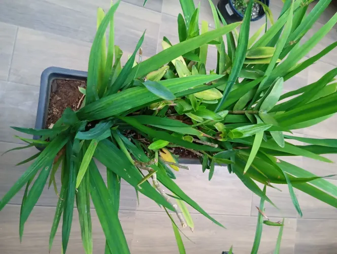 Floreira com orquídeas epidendro