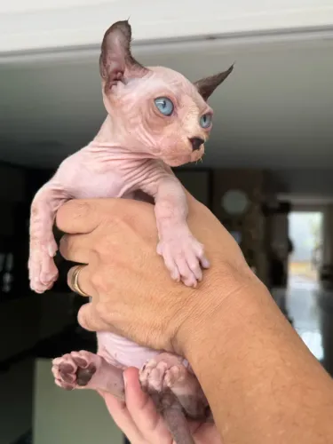 Lindo gato Sphynx Bambino