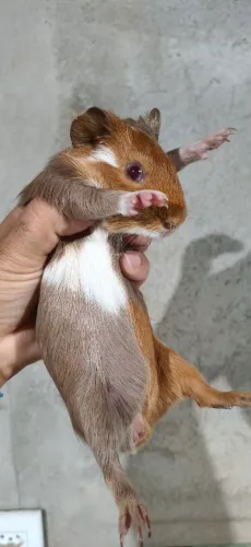 Porquinho da índia