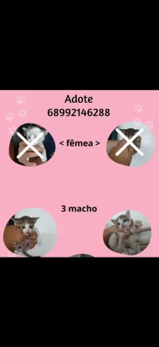 Doação de gatos 