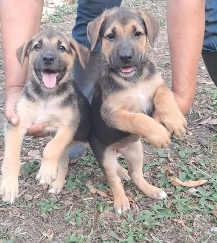 Filhote de Pastor Alemão mestiço com labrador Americano