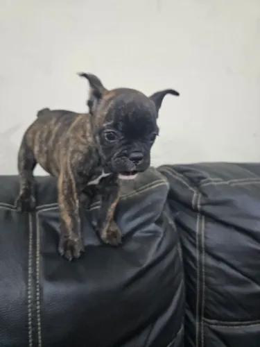 Buldogue Francês