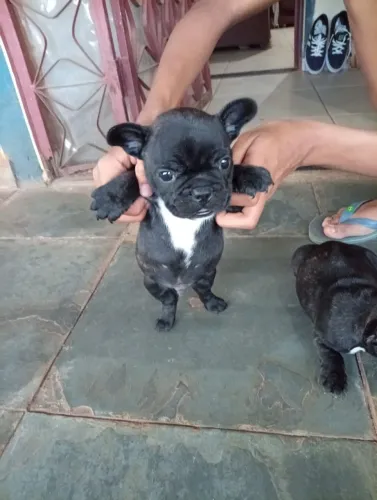 Cachorro Raça tô vendendo filhote buldogues francês macho