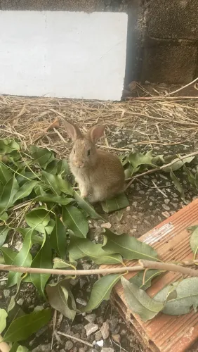 Lindos coelhinhos