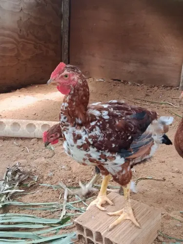 Frango GSB BALÃO SERTANEJO