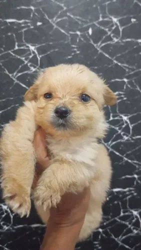 Vende se filhote de lulu da pomerania estão com 42 dias