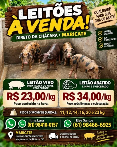 Leitões 