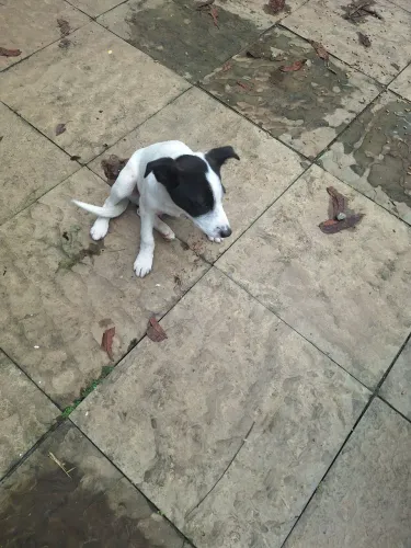 Filhote de Border Collie