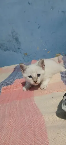 GATINHA LINDA