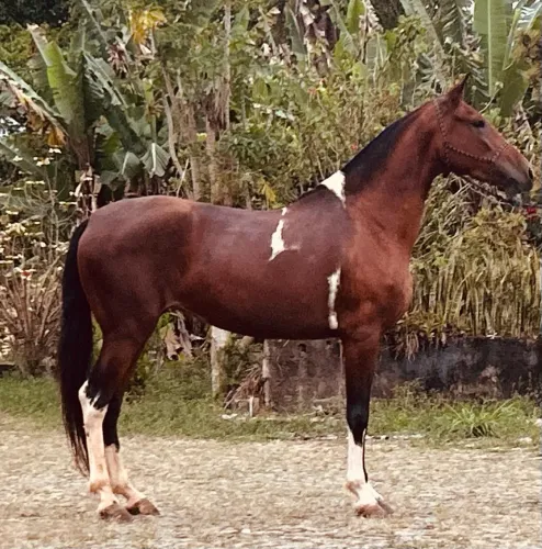 Égua pampa com grande potencial pra pista a venda