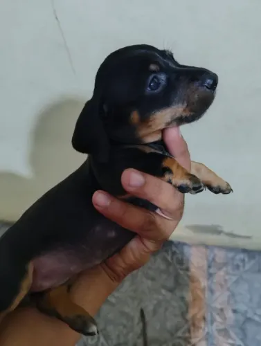 Lindos filhotes de basset, Dachshund,salsichinha .