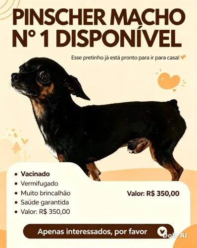Vendo Pinscher macho n1 adulto