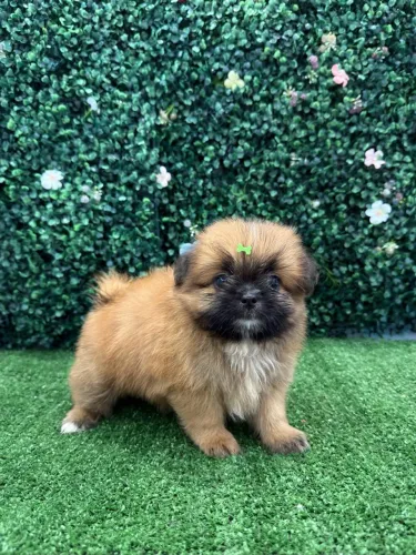 Filhotes de Shih Tzu