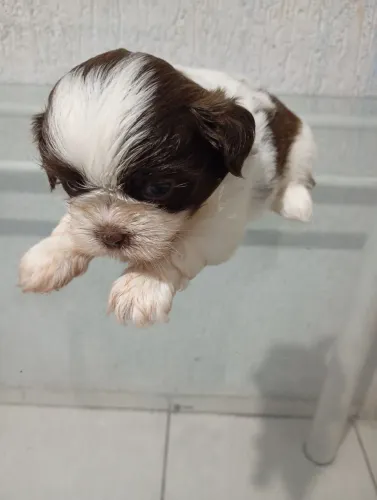 Vendendo um Filhote Shih Tzu Puro Macho - Porte Pequeno - Nascido em 14/07