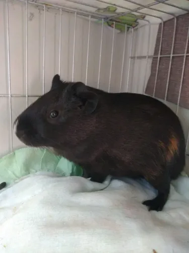 Porquinho da índia