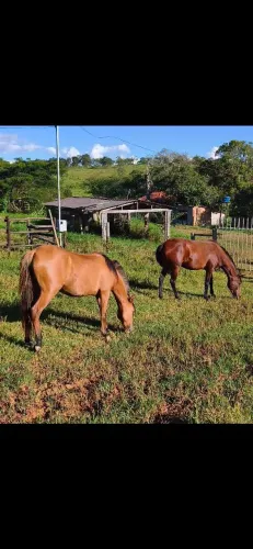 Vendo duas potras