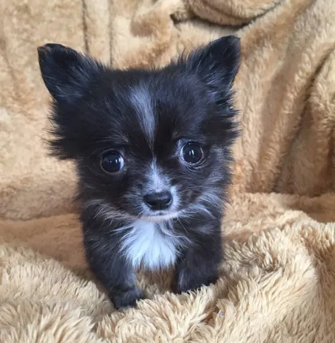 Chihuahua micro maravilhosa 