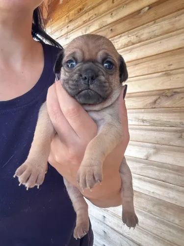 Filhote MICRO PUG COM PINSCHER