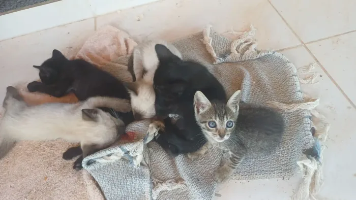 GATOS PARA DOAÇÕES