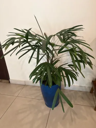 Planta decorativa com vaso 