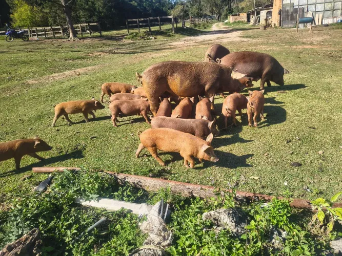 Leitões