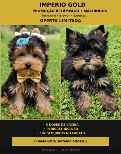 Yorkshire Terrier machinhos ate 10x sem juros