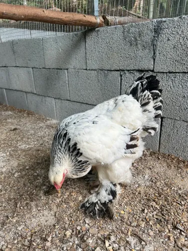 Casal galinha Brahma Light 