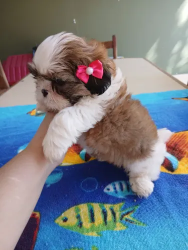 Shitzu fêmea mini lindíssima 