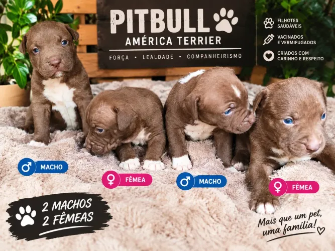 Filhote América Terrier
