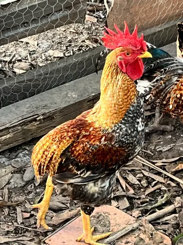 Galo para ornamentação