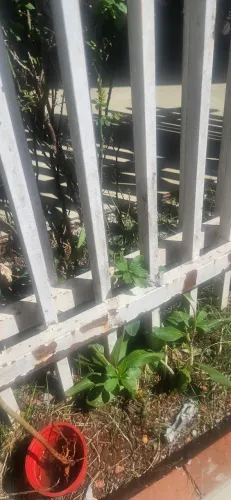 Grade Ferro Portão.