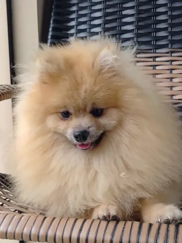 Maravilho macho de spitz alemão