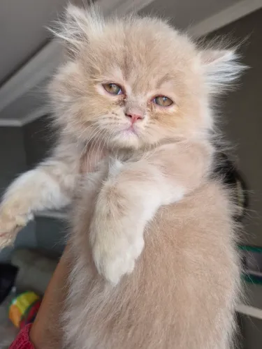 Filhote Gato Persa Creme 