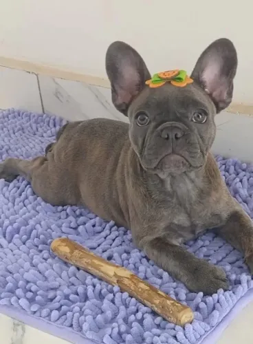 Buldogue Francês 