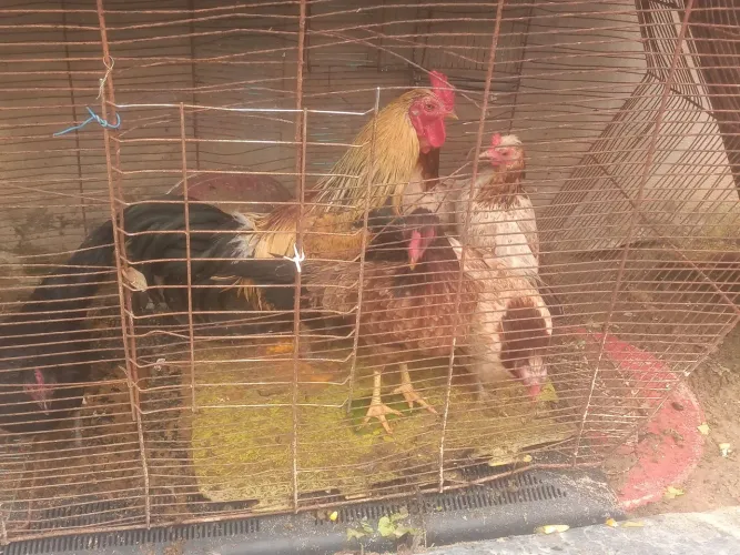 Vendo galinhas