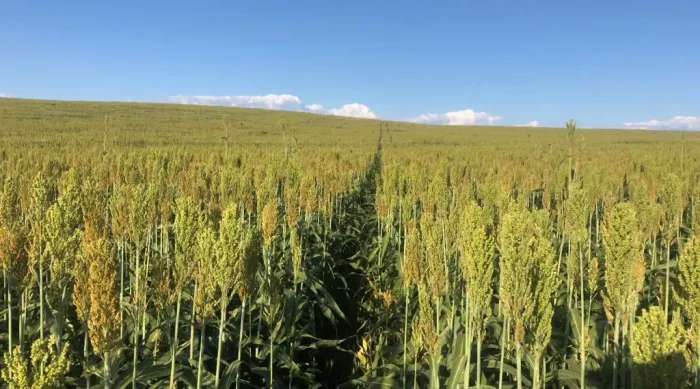 Fazenda para Venda em Mineiros, Centro