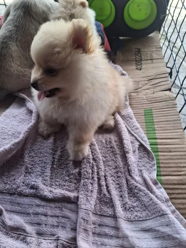 Spitz alemão, temos machos e fêmeas