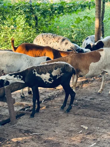 Ovelhas e carneiro