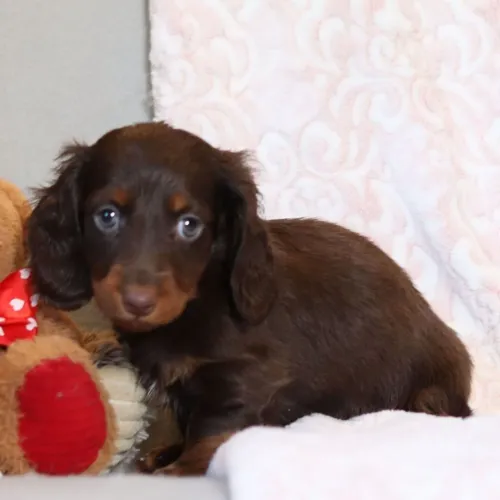 Dachshund: Nada supera o carinho de um Salsichinha ao chegar em casa!