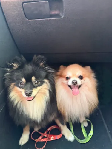 Casal de spitz alemão